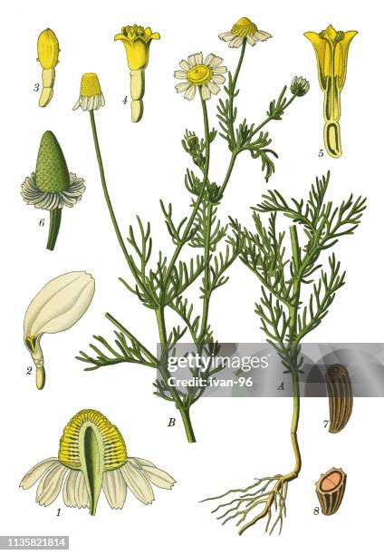 chamomile, italian camomilla, german chamomile, hungarian chamomile, wild chamomile, scented mayweed - chamomile plant stock illustrations