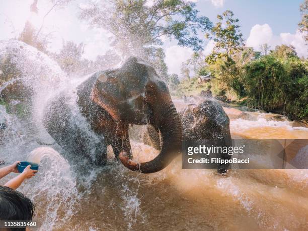 elephants having a bath in the mud - chang mai region - chiang mai province stock pictures, royalty-free photos & images