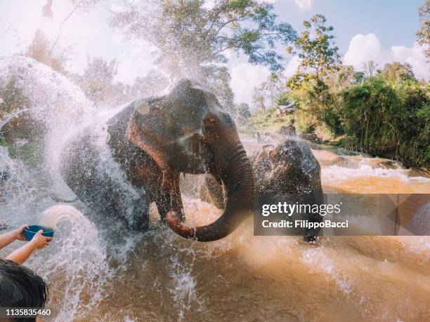 elephants having a bath in the mud - chang mai region - elephant imagens e fotografias de stock