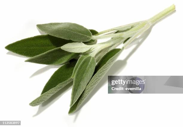 sage cut out on white - sage stock pictures, royalty-free photos & images