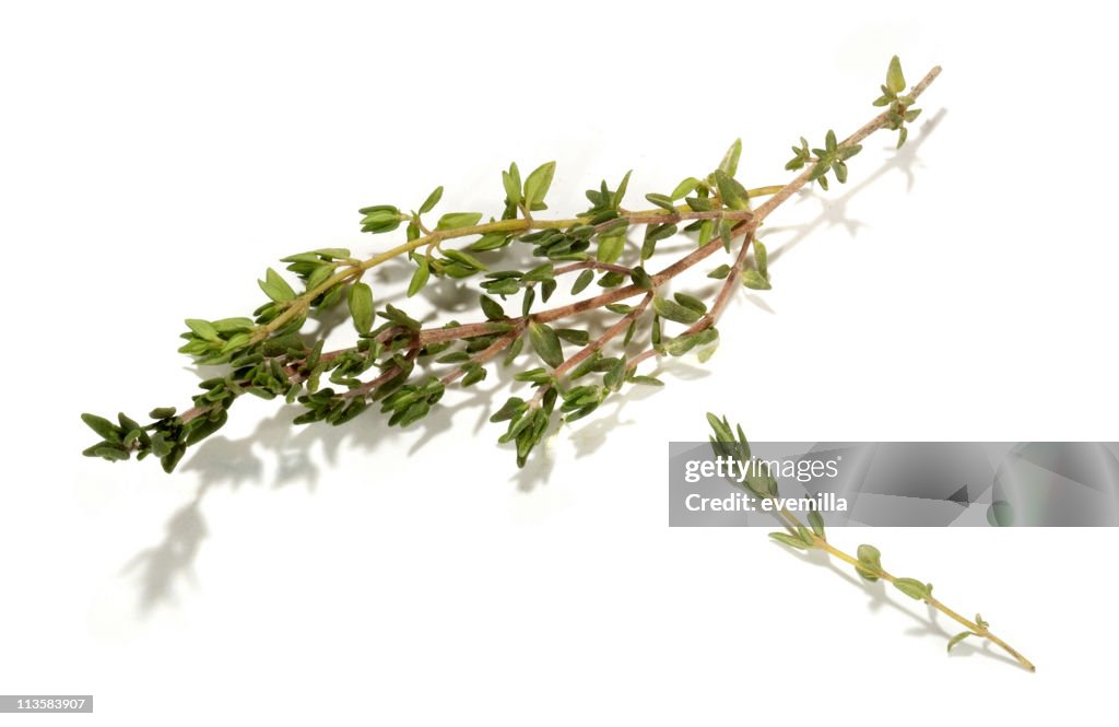 Thym découpe sur blanc