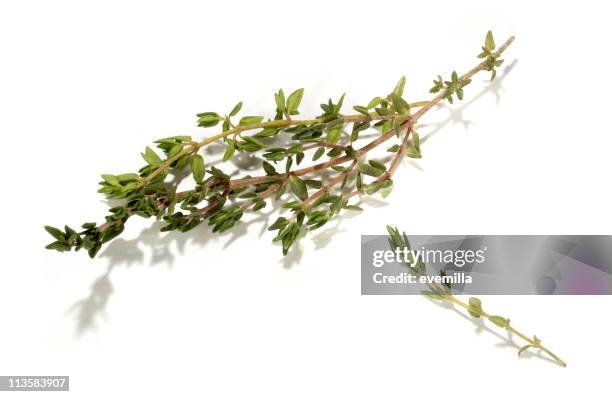 thyme cut out on white - timjan bildbanksfoton och bilder