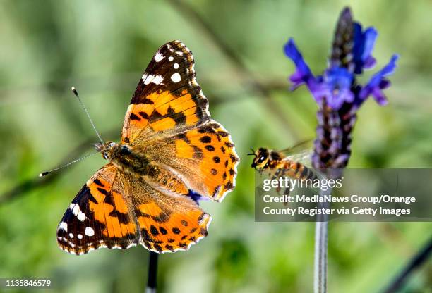 Honey bee approaches a painted lady butterfly perched on a flower in a North Tustin garden on Wednesday, March 13 as swarms of butterflies invade...