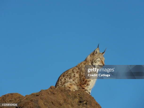 Boreal Linx Ii High-Res Stock Photo