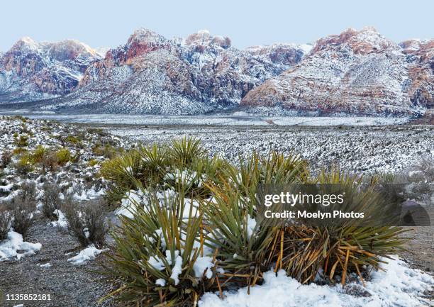 yucca foreground with snow in red rock canyon - red rock canyon state park california stock pictures, royalty-free photos & images