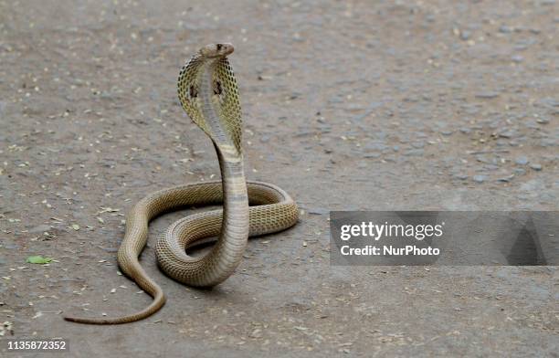 Wild cobra snake is seen in the road outskirts of the eastern Indian state Odisha's capital city Bhubaneswar, on 8 April 2019.
