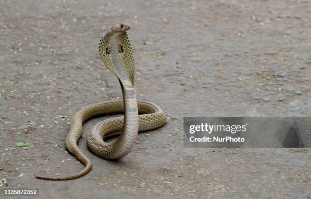 Wild cobra snake is seen in the road outskirts of the eastern Indian state Odisha's capital city Bhubaneswar, on 8 April 2019.
