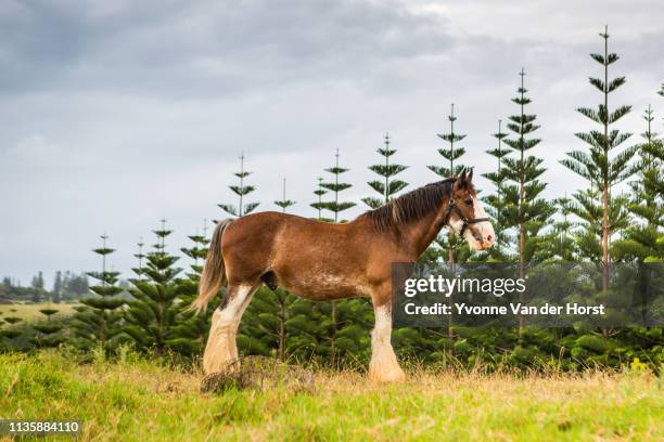 clydesdale horses feeding on norfolk island - clydesdale horse stock-fotos und bilder