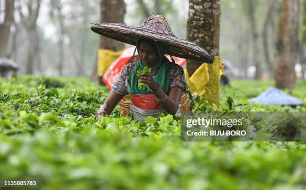 An Indian tea plantation worker picks leaves at a tea garden during rain in Golaghat, some 286 km from Guwahati, in the northeastern state of Assam.