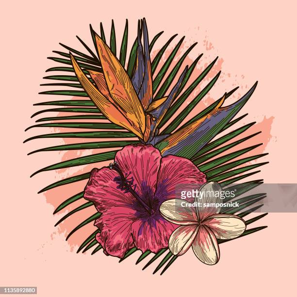 ilustrações, clipart, desenhos animados e ícones de planta tropical rosa e coral milenar e bouquet floral - ave do paraíso planta