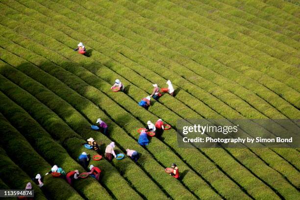 green tea farmers - tea plantation stock-fotos und bilder