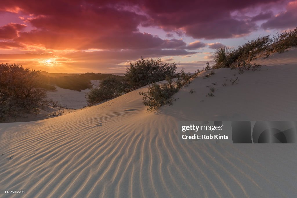 Sunset in West Dune Park ( Westduinpark ) near Kijkduin