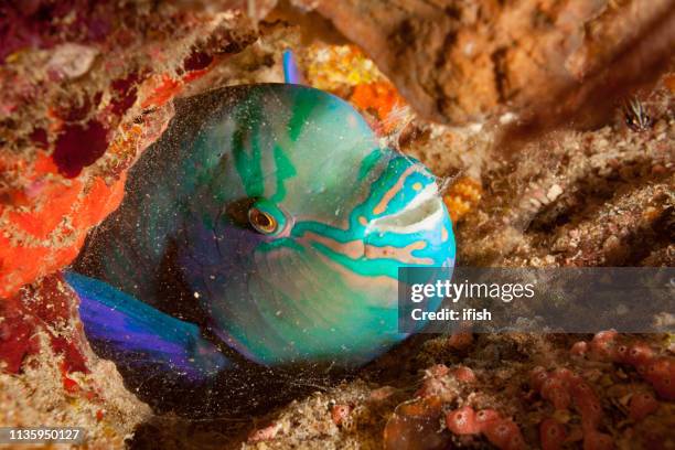 festive parrotfish scarus festivus sleeping in cocoon, pantar strait, indonesia - parrotfish sleeping stock pictures, royalty-free photos & images