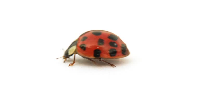 Ladybug Real Pattern 328 Ladybug Pattern Stock Videos, Footage, & 4K Video Clips - Getty Images