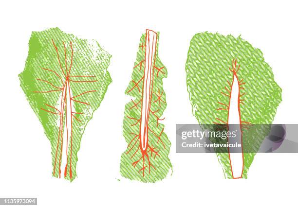 lettuce - iceberg lettuce stock illustrations