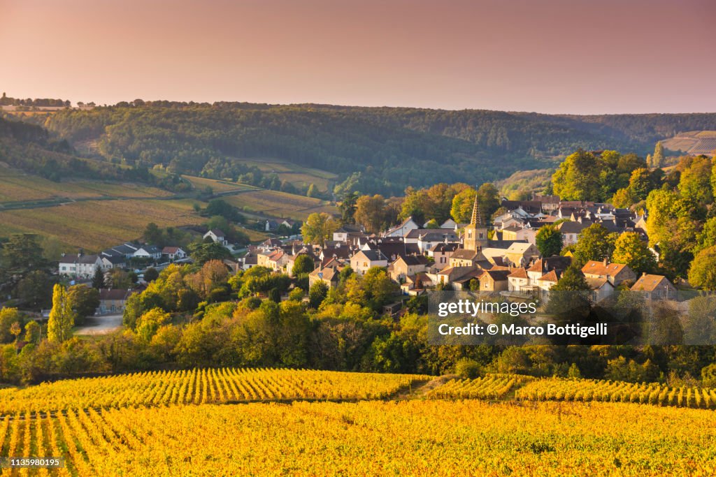 Burgundy vineyards in autumn, Pernand-Vergelesses, France