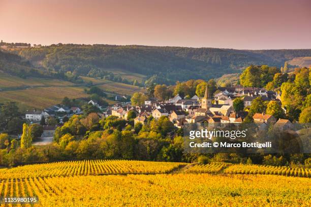 burgundy vineyards in autumn, pernand-vergelesses, france - cultura francese foto e immagini stock