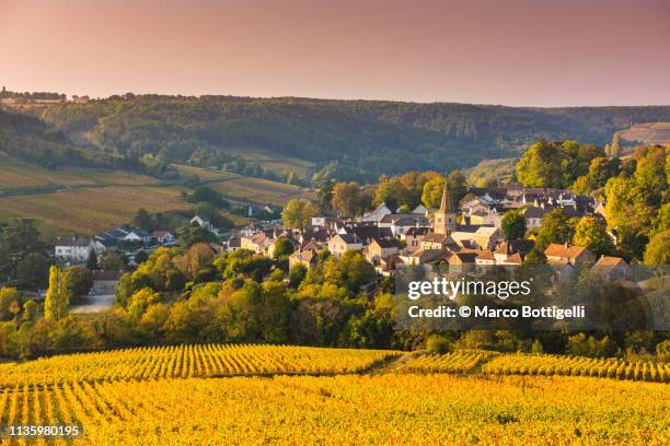 burgundy vineyards in autumn, pernand-vergelesses, france - french culture stock pictures, royalty-free photos & images