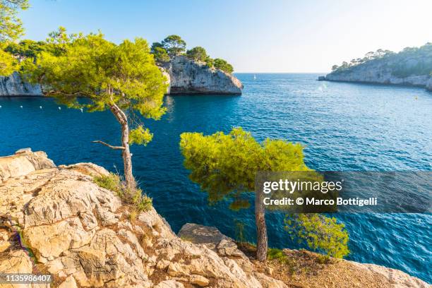 pine trees in the calanques near cassis, france - calanques stock pictures, royalty-free photos & images