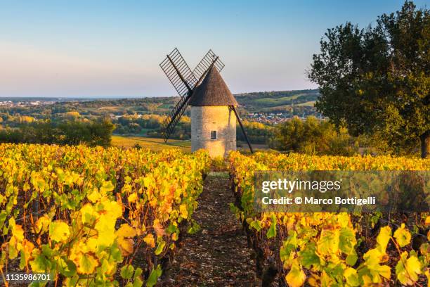 windmill in the vineyards, france - traditionele molen stockfoto's en -beelden