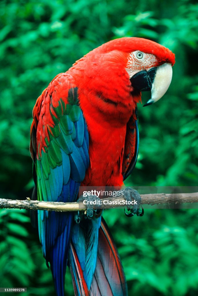 SCARLET MACAW Ara macao