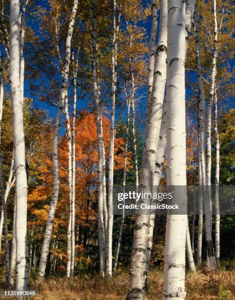 PAPER BIRCH GROVE WEATHERSFIELD CENTER VT USA