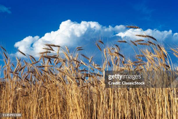 1970s FIELD OF WHEAT STALKS BLUE SKY AND CLOUDS