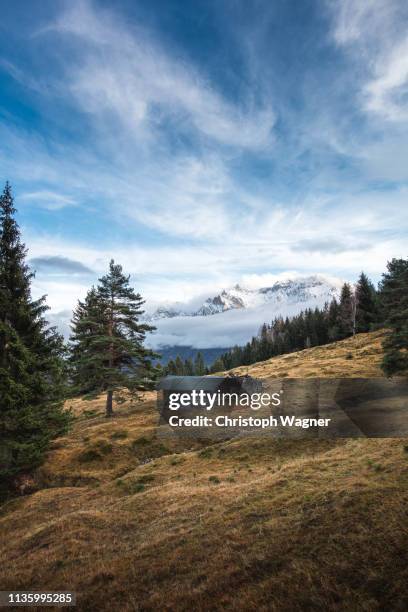 bayerische alpen - mittenwald and isar - bayerische alpen stock pictures, royalty-free photos & images