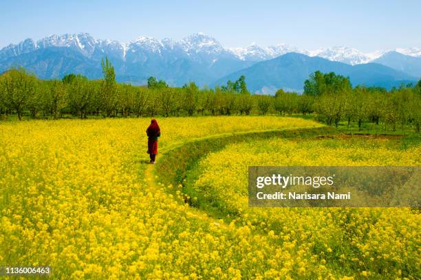 muslim kashmir girl in the beautiful valley of kashmir india. - kashmir valley - fotografias e filmes do acervo