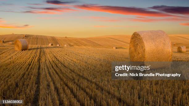 hay bales at sunset - stoppelfeld stock-fotos und bilder