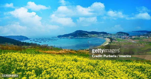 rapeseed field, cheongsando island, south korea - jeollanam do stock pictures, royalty-free photos & images