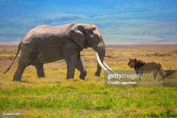 elefante y león - animales cazando fotografías e imágenes de stock