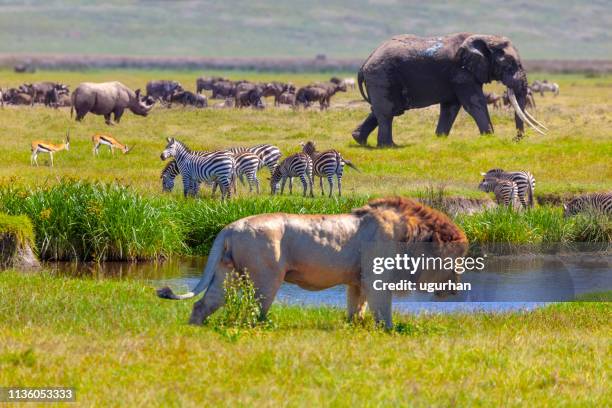 elefant und löwe - serengeti national park lions stock-fotos und bilder