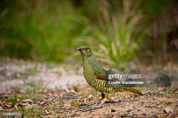 satin bowerbird (ptilonorhynchus violaceus) - bowerbird stock pictures, royalty-free photos & images