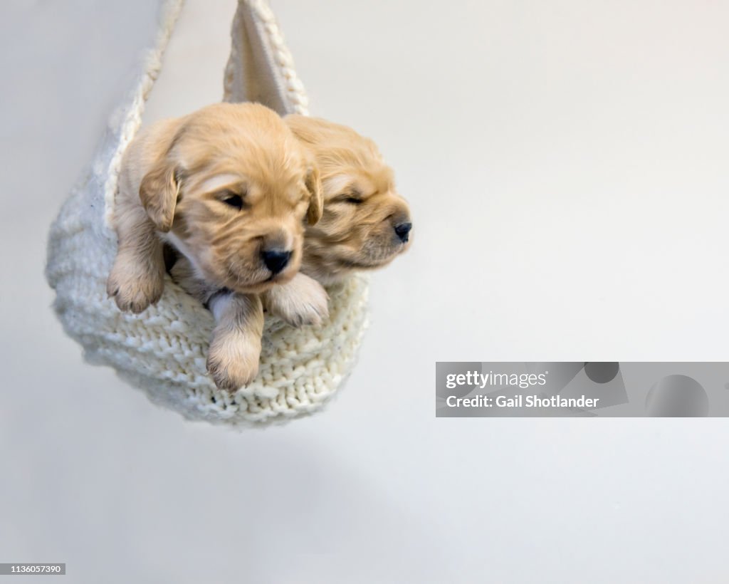 Golden Retriever Puppies in Pouch