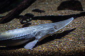 Pallid sturgeon on the bed of a river