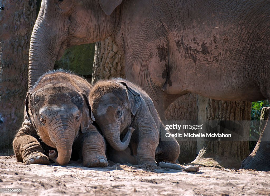 Baby elephants