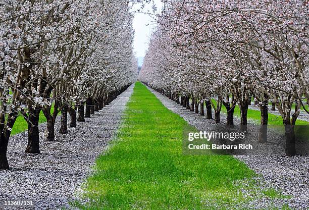 california almond orchard in bloom - chico stock pictures, royalty-free photos & images