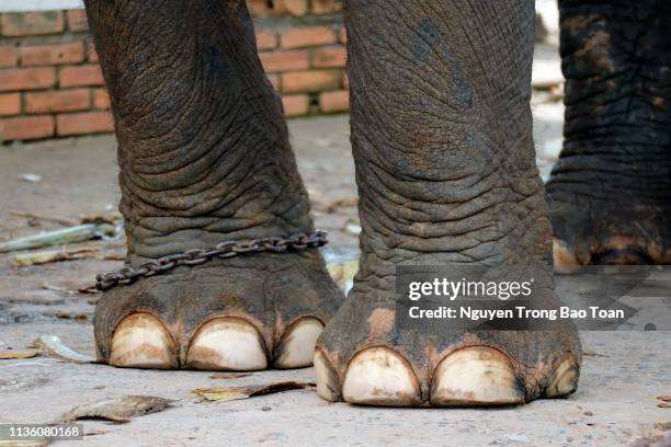 elephant legs are chained - feet torture stock-fotos und bilder