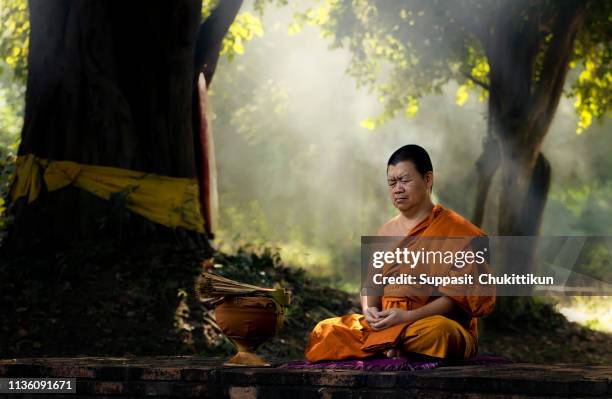 asian monks meditation tree in temple  lighting.the monks were meditating to train the mind to calm the light streaming through trees in the daytime. - meditation sitting stock pictures, royalty-free photos & images