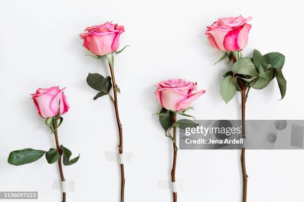 pink roses on white background, self love, reconciliation, forgiveness, getting back together, hope, relationships - jena rose foto e immagini stock