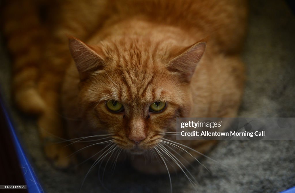 Scores of cats removed from Catasauqua home faring well, shelter says