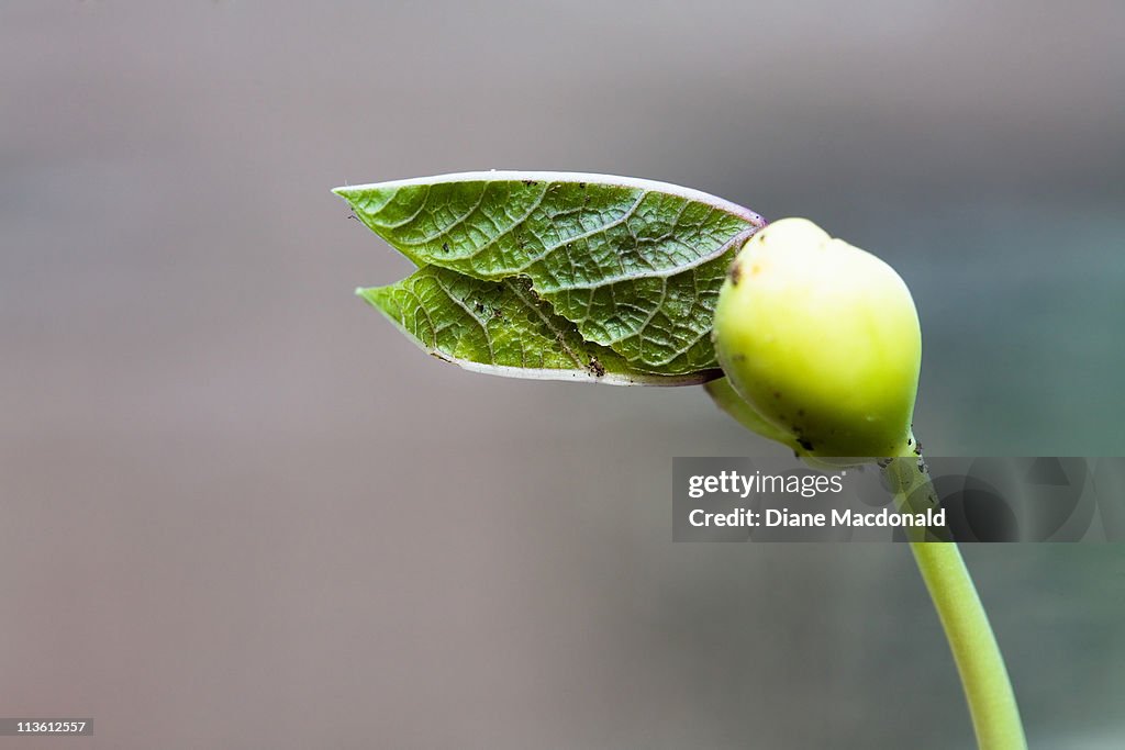 A hyacinth bean seedling