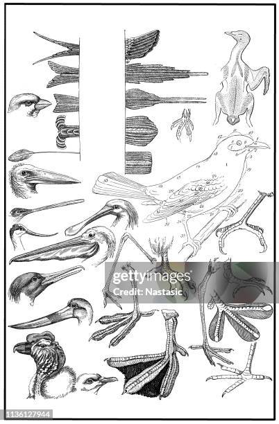 various birds parts - narina trogon stock illustrations