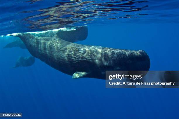 sperm whale family (mother, calf and immature) swimming in dominica - biggest stock pictures, royalty-free photos & images