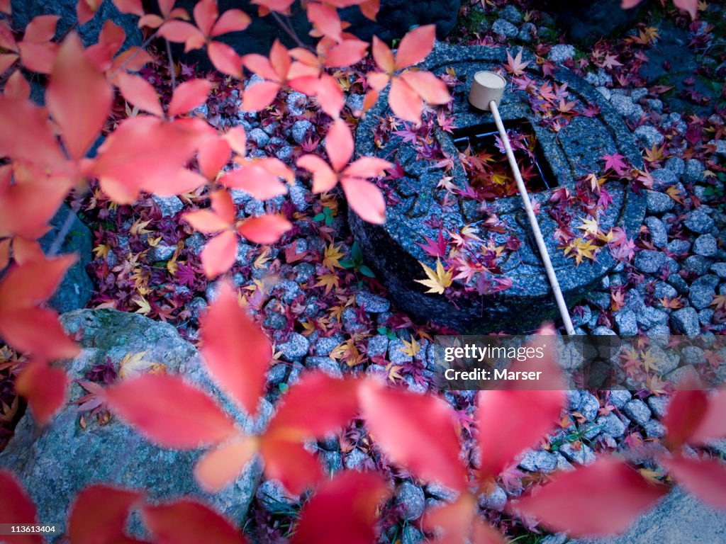 Japanese old stone basin and fallen autumn leaves