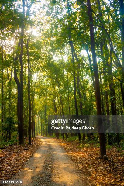 road inside dense indian jungle - indian jungle animals stock pictures, royalty-free photos & images