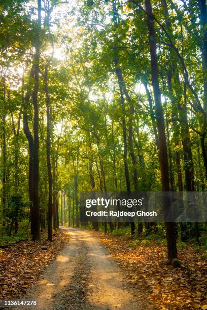 road inside dense indian jungle - wildlife reserve stock pictures, royalty-free photos & images