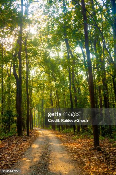 road inside dense indian jungle - djurskyddsområde bildbanksfoton och bilder