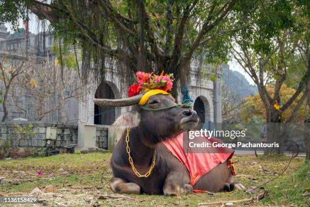 decorated buffalo sitting - asian ox 個照片及圖片檔